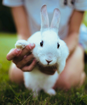 A photo of a bunny giving a high five.